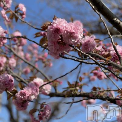 ��ˬ����Х��顦����֥���� �ץ���� ��ˬ(����� �ץ���� ����) �¼ �����4��9���̥�֥�����🤍��