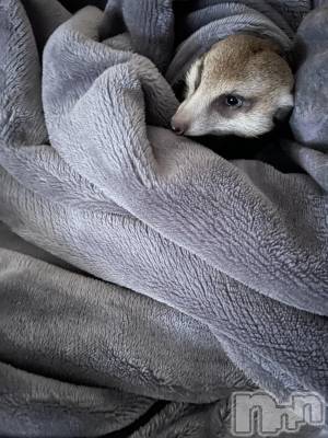 ��ˬ����Х��顦����֥���� �ץ���� ��ˬ(����� �ץ���� ����) �¼ �����4��19���̥�֥�����🤍��