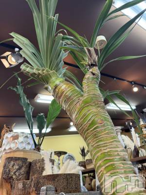 ��ˬ����Х��顦����֥���� �ץ���� ��ˬ(����� �ץ���� ����) �¼ �����6��4���̥�֥�����🤍��