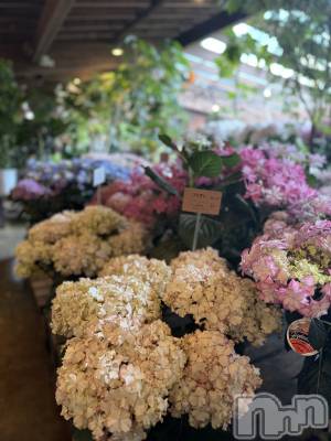 ��ˬ����Х��顦����֥���� �ץ���� ��ˬ(����� �ץ���� ����) �¼ �����6��11���̥�֥�����🤍��