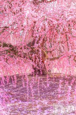 上越デリヘル 上越最安値！奥様Deli急便(ジョウエツサイヤスネ！オクサマデリキュウビン) 新人　じゅん(33)の4月3日写メブログ「雨」