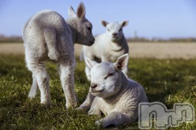上越デリヘル 上越最安値！奥様Deli急便(ジョウエツサイヤスネ！オクサマデリキュウビン) 新人　じゅん(33)の4月4日写メブログ「こんにちは」
