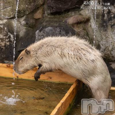 上越デリヘル 上越最安値！奥様Deli急便(ジョウエツサイヤスネ！オクサマデリキュウビン) 新人　じゅん(33)の4月27日写メブログ「いい天気」