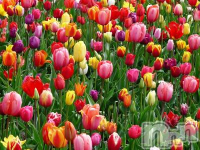 上越デリヘル 上越最安値！奥様Deli急便(ジョウエツサイヤスネ！オクサマデリキュウビン) 新人　じゅん(33)の6月3日写メブログ「たまに見る」