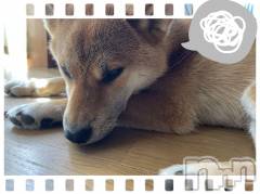 上越デリヘル上越最安値！奥様Deli急便(ジョウエツサイヤスネ！オクサマデリキュウビン) 新人　ひなた(38)の4月29日写メブログ「すみません🙇‍♀️」