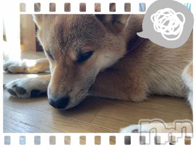 上越デリヘル 上越最安値！奥様Deli急便(ジョウエツサイヤスネ！オクサマデリキュウビン) 新人　ひなた(38)の7月18日写メブログ「ごめんなさい」