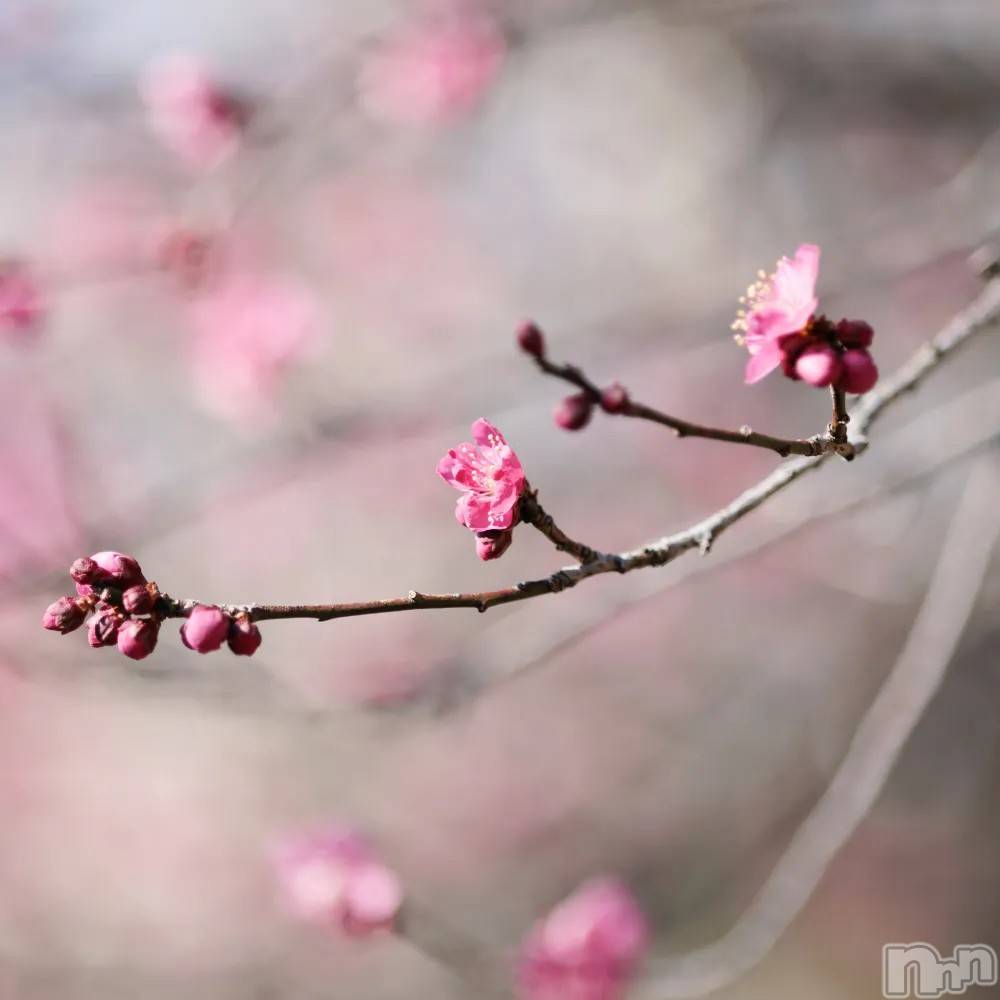 長岡デリヘル長岡人妻市(ナガオカヒトヅマイチ) ちづる★くそエッロい身体の人妻(39)の3月2日写メブログ「本日は…」