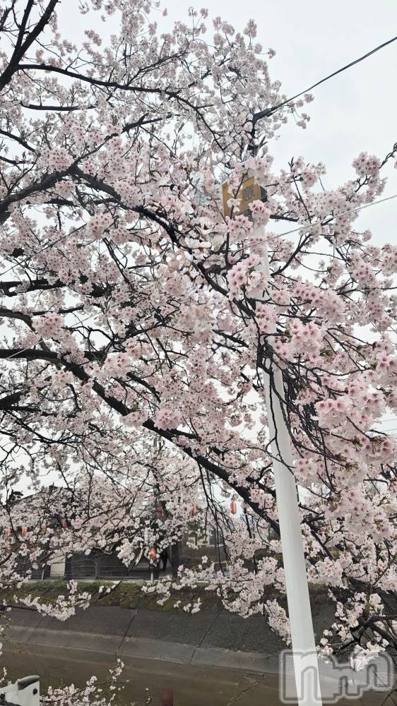 長岡デリヘル長岡人妻市(ナガオカヒトヅマイチ) ちづる★色白スレンダー&美巨乳(39)の4月7日写メブログ「桜🌸」