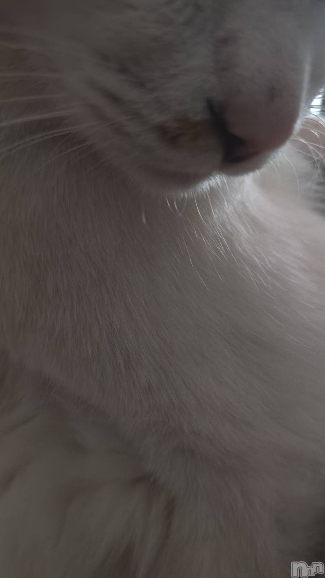 長岡デリヘル長岡人妻市(ナガオカヒトヅマイチ)ちづる★色白スレンダー&美巨乳(39)の2026年1月22日写メブログ「お礼ブログ」