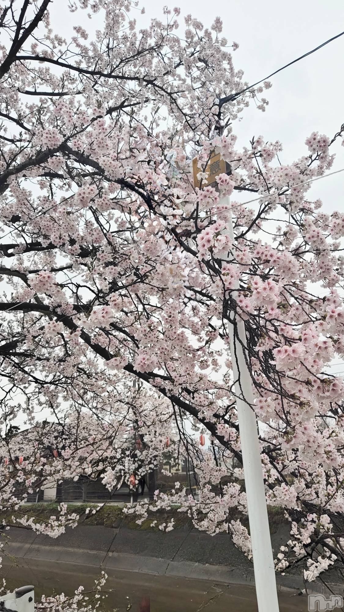 長岡デリヘル長岡人妻市(ナガオカヒトヅマイチ)ちづる★色白スレンダー&美巨乳(39)の2026年4月7日写メブログ「桜🌸」