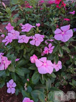 長岡デリヘル 長岡人妻市(ナガオカヒトヅマイチ) ちづる★色白スレンダー&美巨乳(39)の9月30日写メブログ「😣」