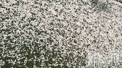 長岡デリヘル 長岡人妻市(ナガオカヒトヅマイチ) ちづる★色白スレンダー&美巨乳(39)の12月23日写メブログ「☺️」