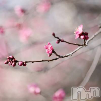 長岡デリヘル 長岡人妻市(ナガオカヒトヅマイチ) ちづる★くそエッロい身体の人妻(39)の3月2日写メブログ「本日は…」