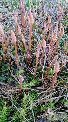 長岡デリヘル 長岡人妻市(ナガオカヒトヅマイチ) ちづる★色白スレンダー&美巨乳(39)の3月28日写メブログ「仕事に…」