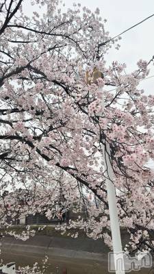 長岡デリヘル 長岡人妻市(ナガオカヒトヅマイチ) ちづる★色白スレンダー&美巨乳(39)の4月7日写メブログ「桜🌸」