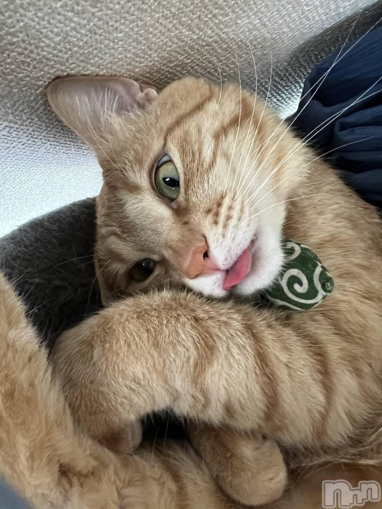 ܱХ顦֥ ץ ( ץ ޥĥ) ߤ줤1022̥֥😛