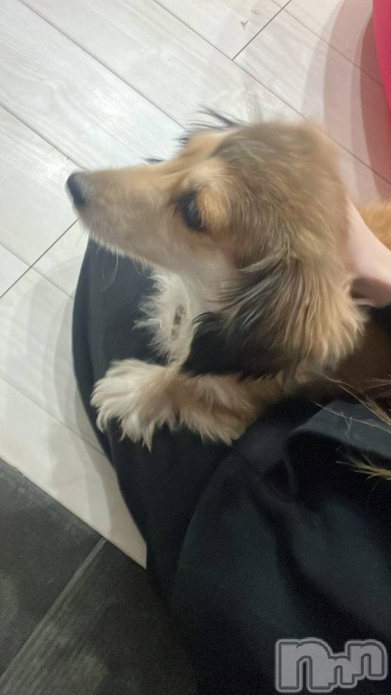 ܱХ顦֥ ץ ( ץ ޥĥ) ߤ줤1118̥֥1118 2215ʬΥ֥