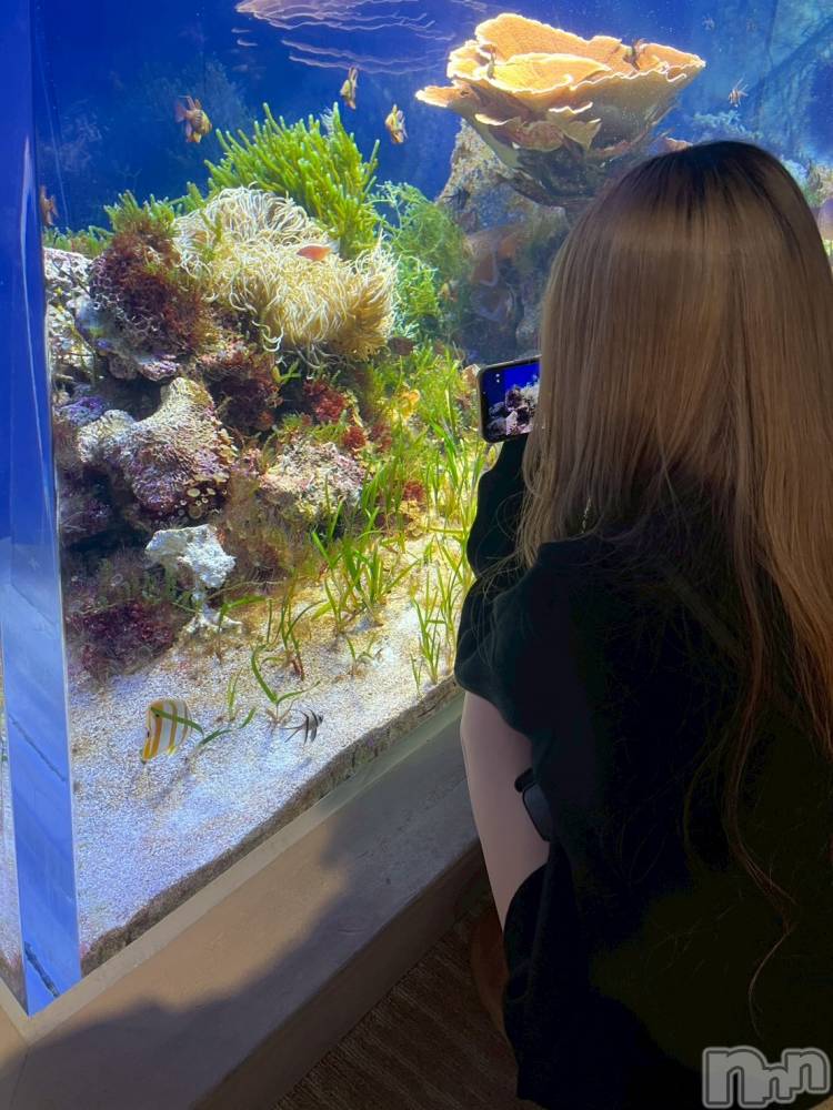 ܱХ顦֥ ץ ( ץ ޥĥ) ߤ줤1126̥֥1126 2111ʬΥ֥