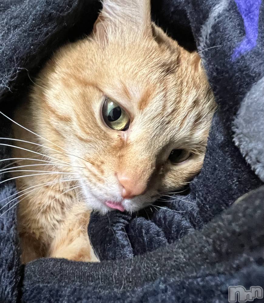 ���ܱ�������Х��顦����֥���� �ץ���� ����(����� �ץ���� �ޥĥ��) �ߤ줤��1��9���̥�֥�����1��9�� 23��05ʬ�Υ֥�����