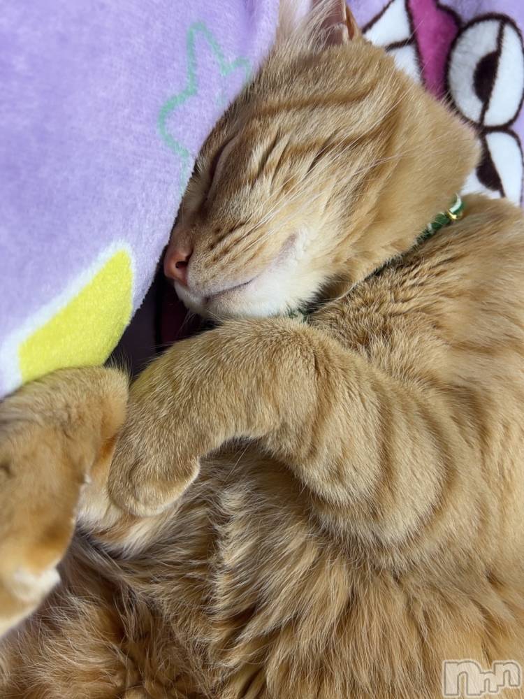 ���ܱ�������Х��顦����֥���� �ץ���� ����(����� �ץ���� �ޥĥ��) �ߤ줤��4��4���̥�֥�����4��4�� 22��19ʬ�Υ֥�����