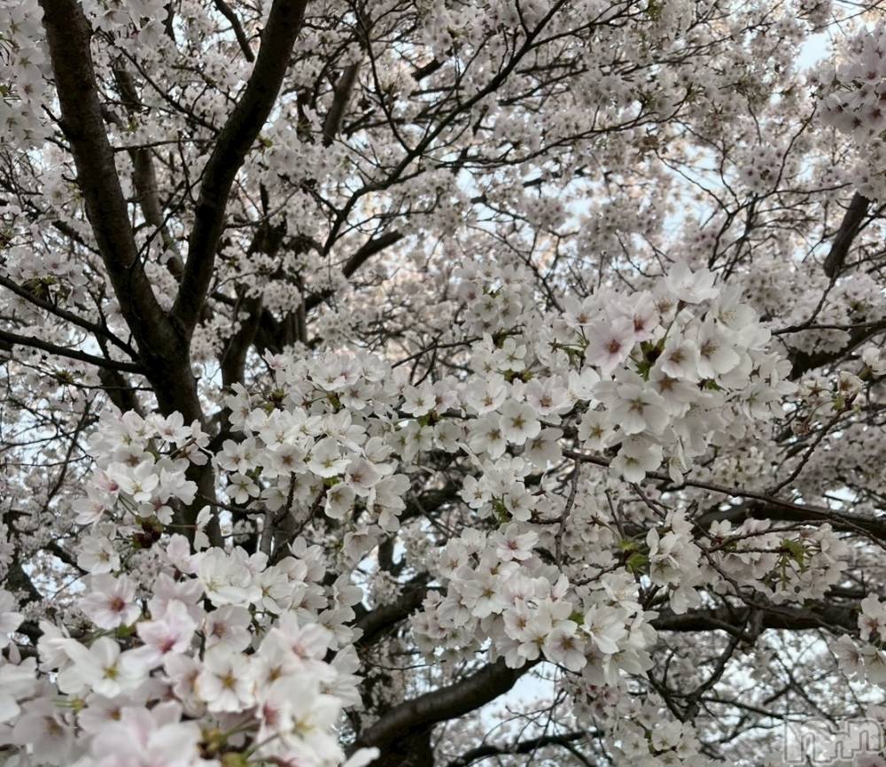 ���ܱ�������Х��顦����֥���� �ץ���� ����(����� �ץ���� �ޥĥ��) �ߤ줤��4��10���̥�֥�����4��10�� 22��17ʬ�Υ֥�����