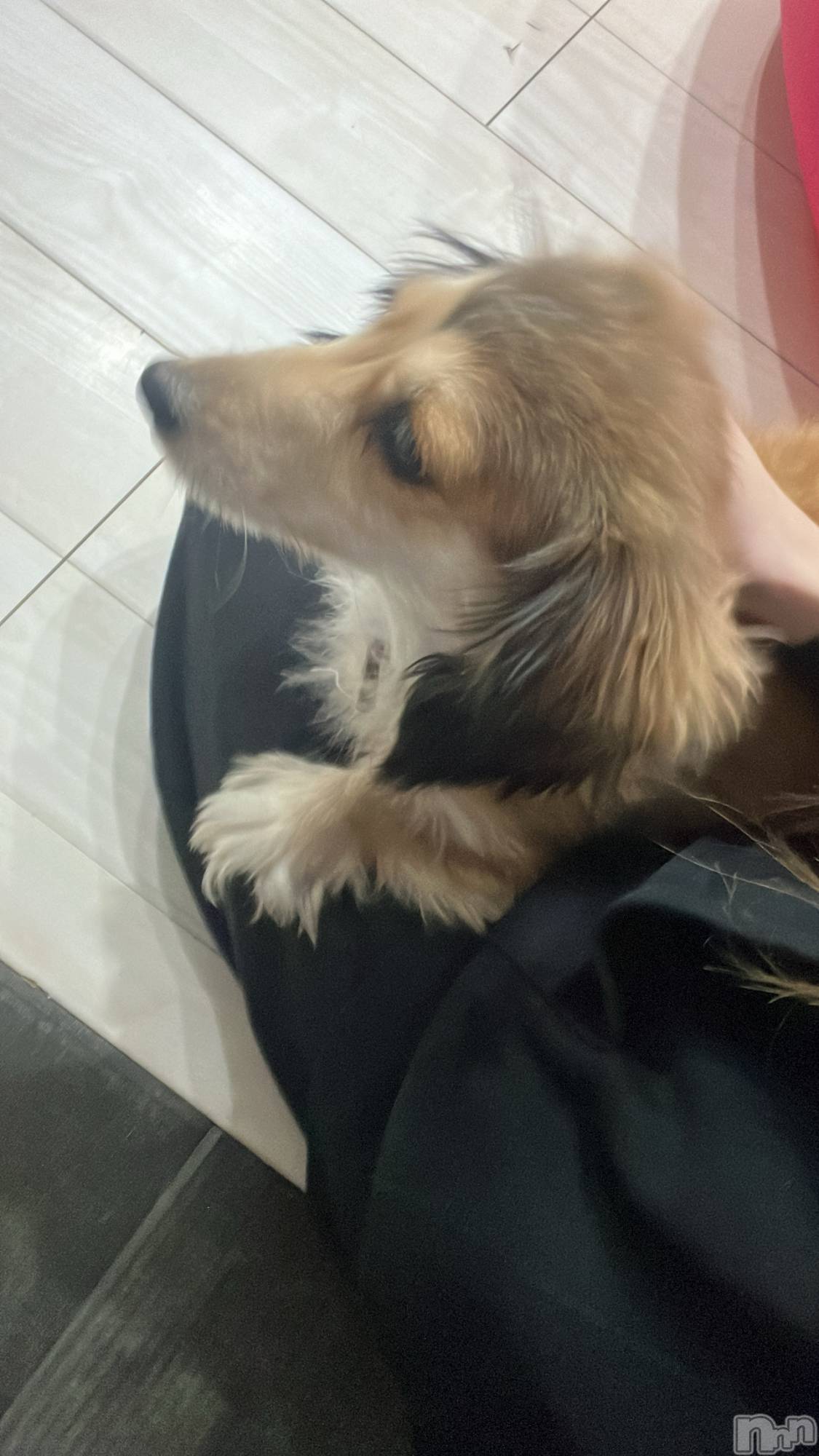 ܱХ顦֥ ץ ( ץ ޥĥ) 2025ǯ1118̥֥1118 2215ʬΥ֥