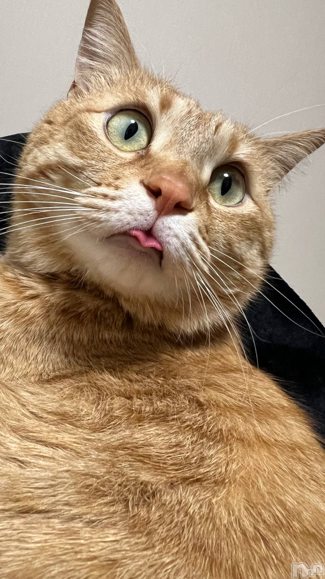 ���ܱ�������Х��顦����֥���� �ץ���� ����(����� �ץ���� �ޥĥ��) ��2026ǯ2��24���̥�֥�����2��24�� 21��52ʬ�Υ֥�����