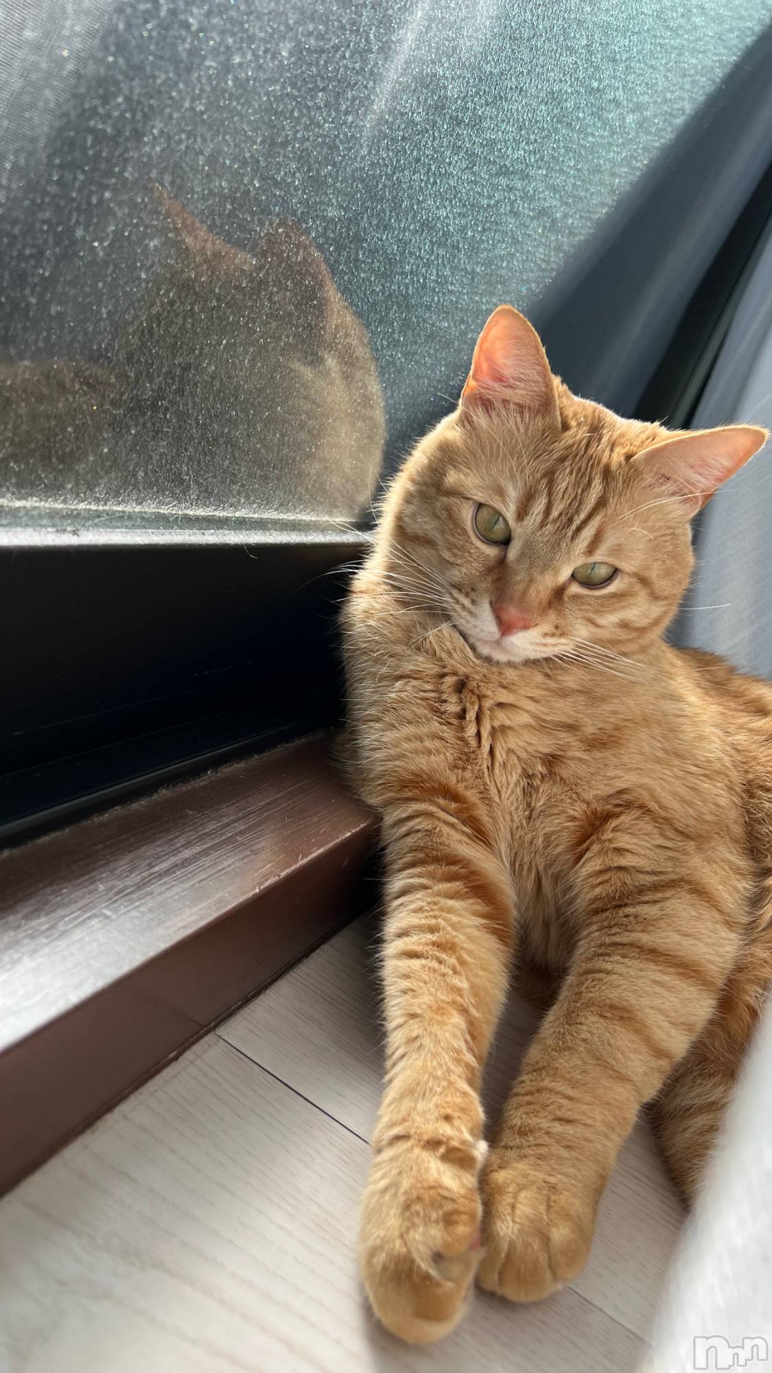 ���ܱ�������Х��顦����֥���� �ץ���� ����(����� �ץ���� �ޥĥ��) ��2026ǯ3��7���̥�֥�����3��7�� 20��53ʬ�Υ֥�����