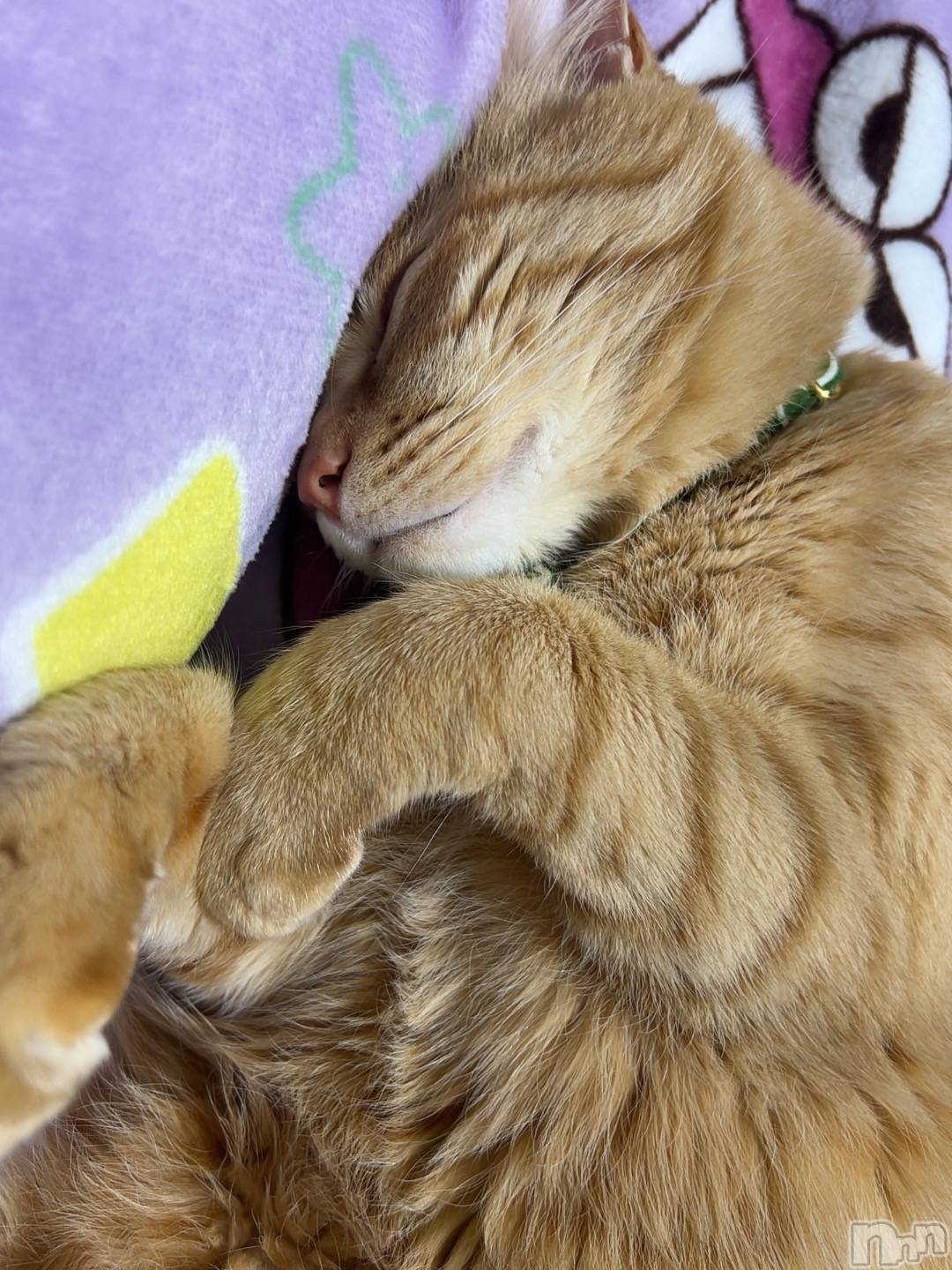 ���ܱ�������Х��顦����֥���� �ץ���� ����(����� �ץ���� �ޥĥ��) ��2026ǯ4��4���̥�֥�����4��4�� 22��19ʬ�Υ֥�����