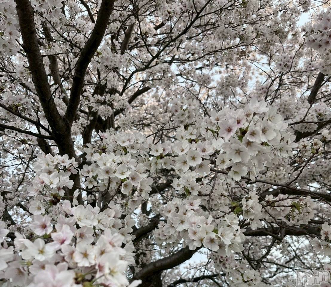 ���ܱ�������Х��顦����֥���� �ץ���� ����(����� �ץ���� �ޥĥ��) ��2026ǯ4��10���̥�֥�����4��10�� 22��17ʬ�Υ֥�����