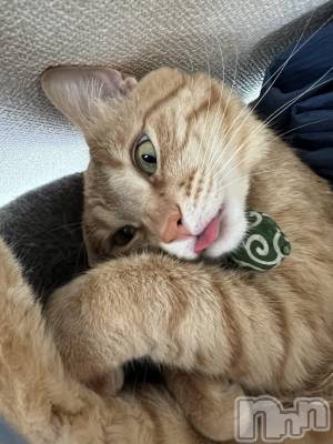 ܱХ顦֥ ץ ( ץ ޥĥ) ߤ줤(23)1022̥֥😛