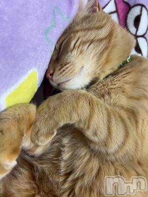 ���ܱ�������Х��顦����֥���� �ץ���� ����(����� �ץ���� �ޥĥ��) �ߤ줤(23)��12��24���̥�֥�����12��24�� 20��57ʬ�Υ֥�����