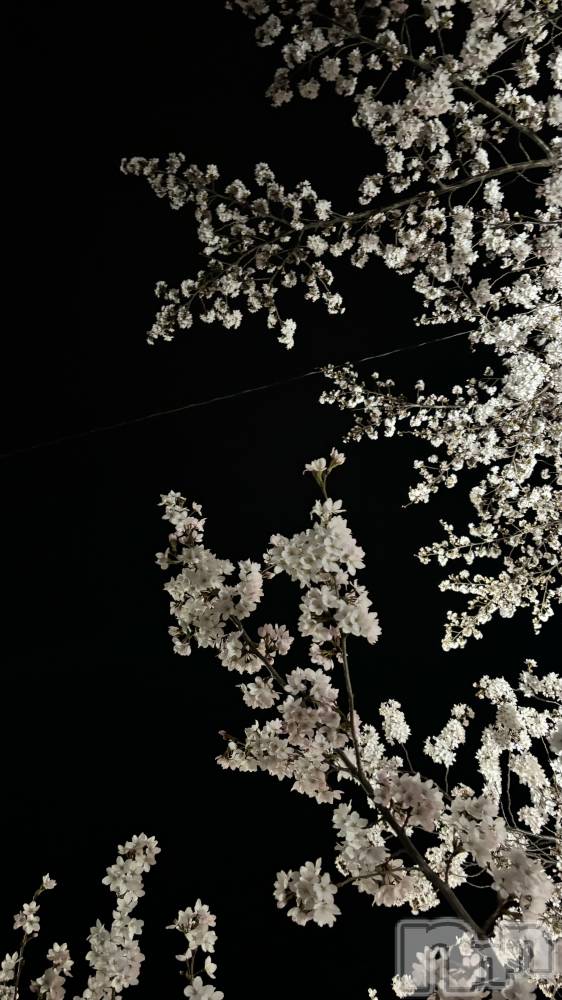 ܱХ顦֥ ץ ( ץ ޥĥ) 412̥֥🌸