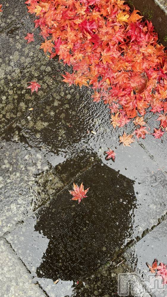 ���ܱ�������Х��顦����֥���� �ץ���� ����(����� �ץ���� �ޥĥ��) ������12��9���̥�֥�����🍁��