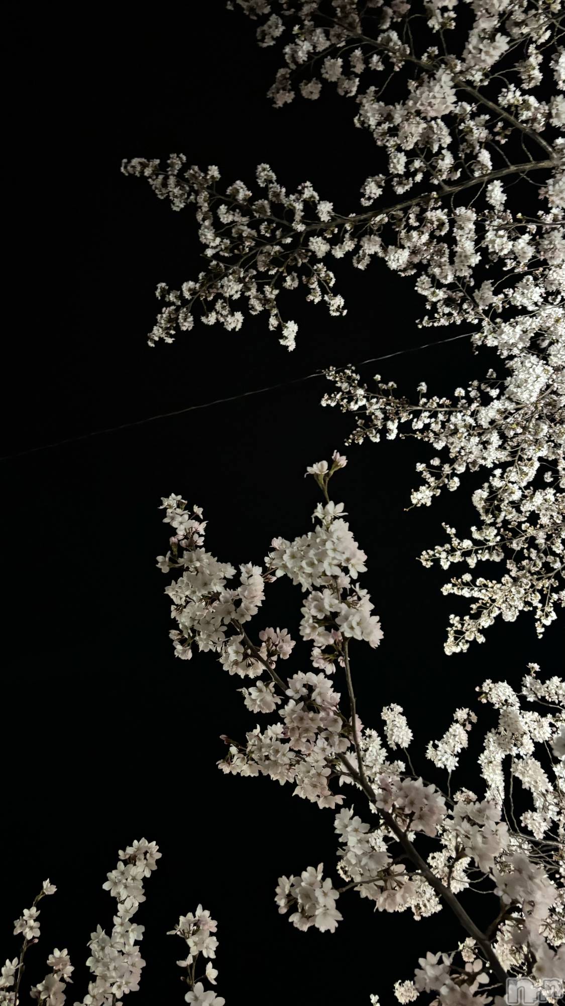 ܱХ顦֥ ץ ( ץ ޥĥ) 2025ǯ412̥֥🌸