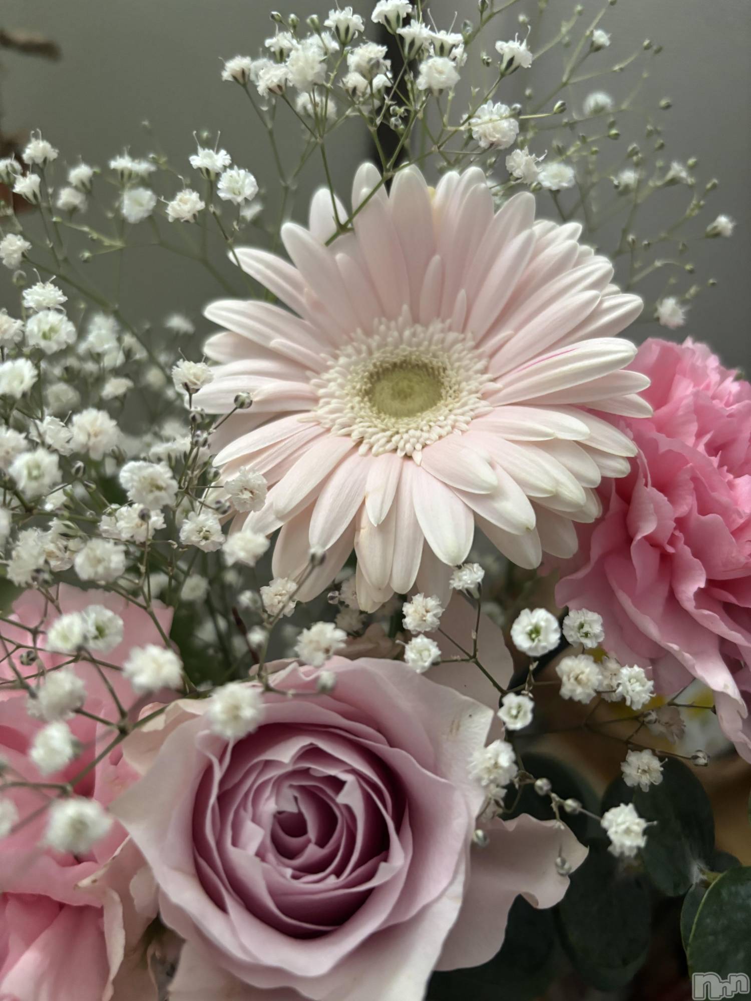 ܱХ顦֥ ץ ( ץ ޥĥ) 2025ǯ421̥֥🌸