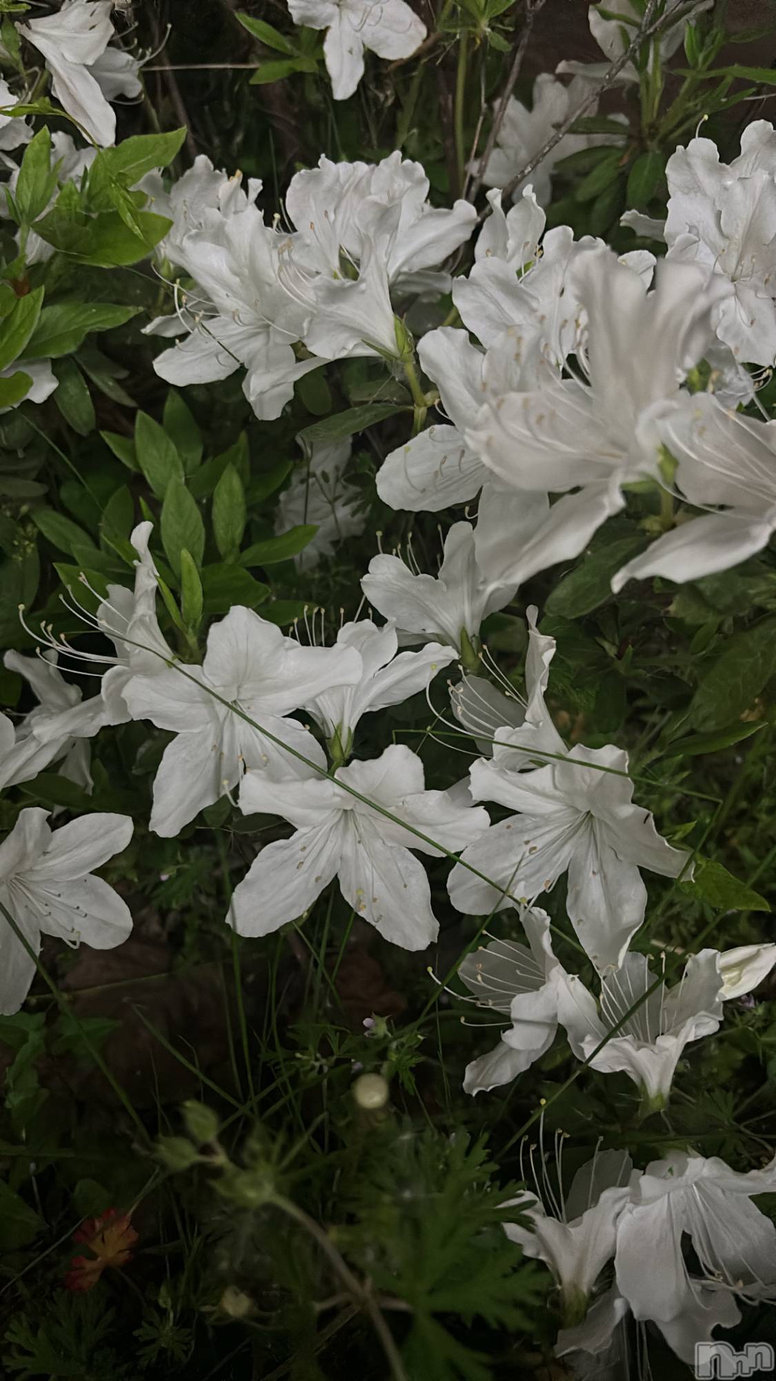 ܱХ顦֥ ץ ( ץ ޥĥ) 2025ǯ512̥֥🌼