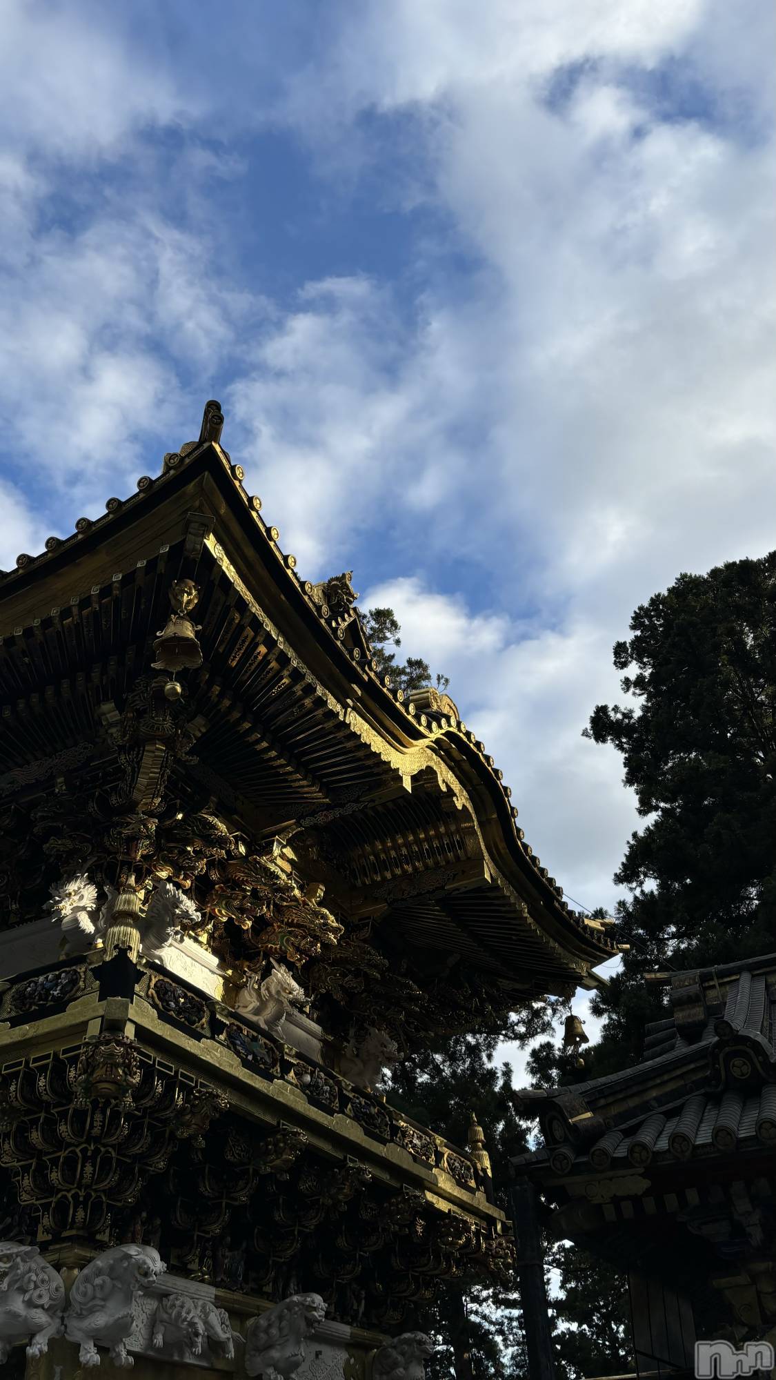 ܱХ顦֥ ץ ( ץ ޥĥ) 2025ǯ118̥֥🙈