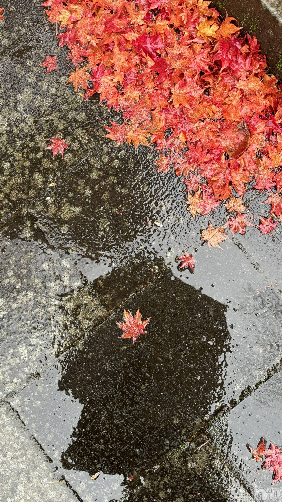 ܱХ顦֥ ץ ( ץ ޥĥ) 2025ǯ129̥֥🍁