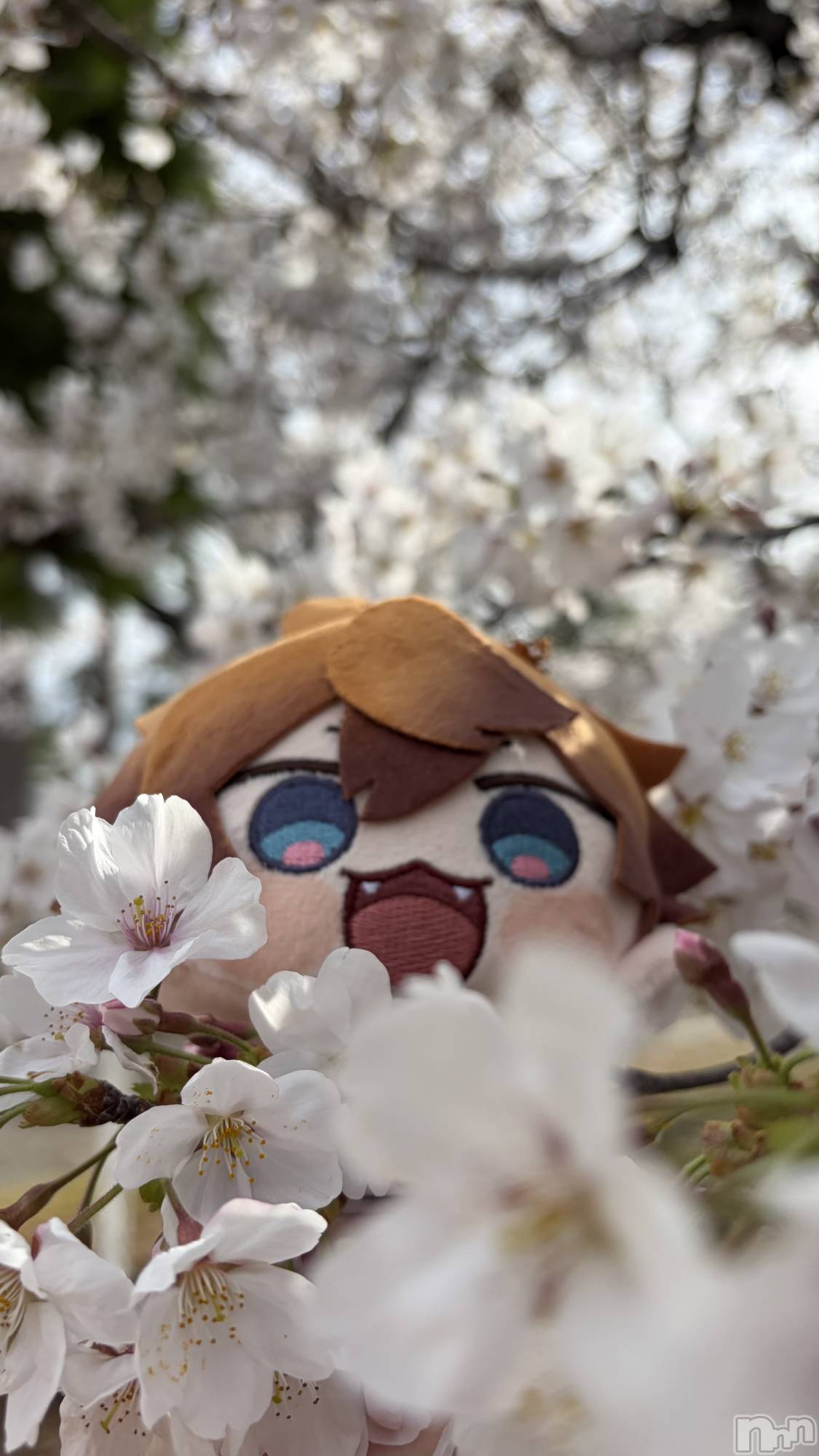 ���ܱ�������Х��顦����֥���� �ץ���� ����(����� �ץ���� �ޥĥ��) ��2026ǯ4��8���̥�֥�����🌸��