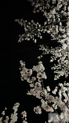 ܱХ顦֥ ץ ( ץ ޥĥ) 412̥֥🌸