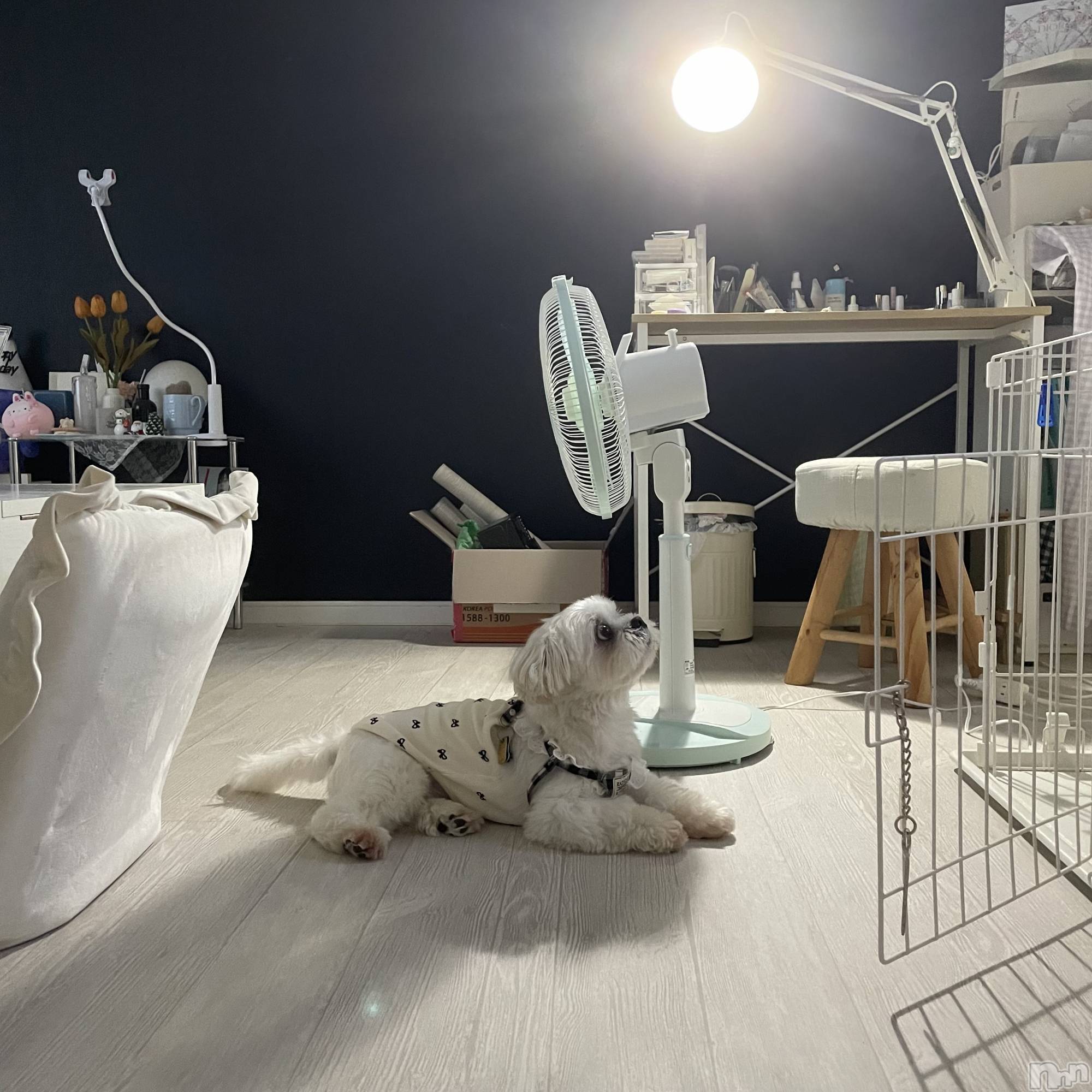 Х顦Diletto(ǥå) 2025ǯ99̥֥🐶♡