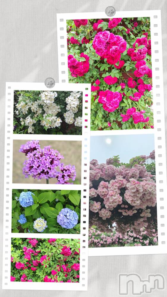 ȯѥ˥󥯥֥ѥ˥󥯥 饤 ֤612̥֥֤ˤ✨