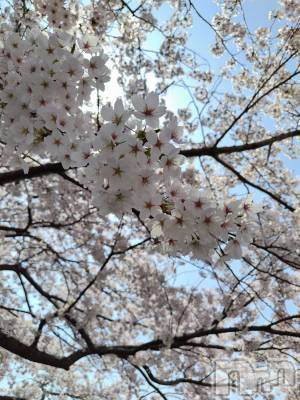 ȯѥ˥󥯥֥ѥ˥󥯥 饤 (21)415̥֥֤Ϥ褦ޤ💐