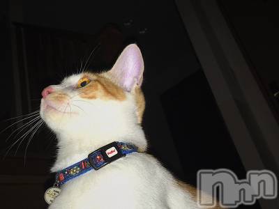 ʥå륺СBar  Angel(С󥸥) 󤿤(22)67̥֥֤ͤ