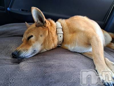 長岡デリヘル フェイム長岡店　地元の子と会える！地域密着専門店(フェイムナガオカテン) 新人めぐ★透明感抜群な超純粋系(25)の5月24日写メブログ「今日はありがとうございました！」