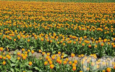 長岡デリヘル フェイム長岡店　地元の子と会える！地域密着専門店(フェイムナガオカテン) 新人めぐ★透明感抜群な超純粋系(25)の4月25日写メブログ「花に癒されました」