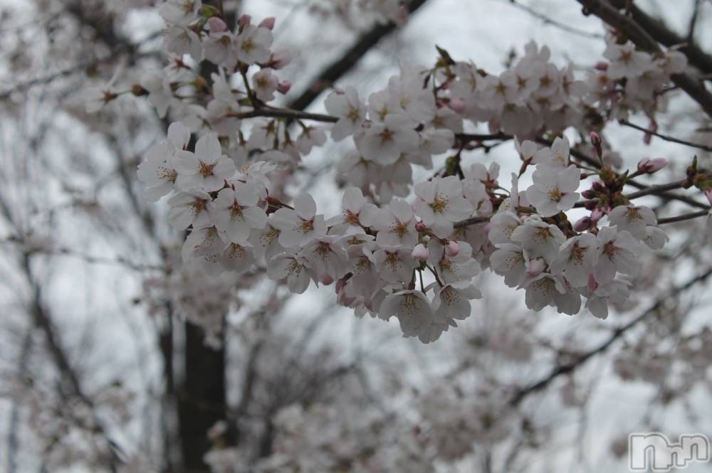 ���ܱ�������Х��顦����֥���� �ץ���� ����(����� �ץ���� �ޥĥ��) ���ޤ�4��9���̥�֥�����4��9�� 21��06ʬ�Υ֥�����