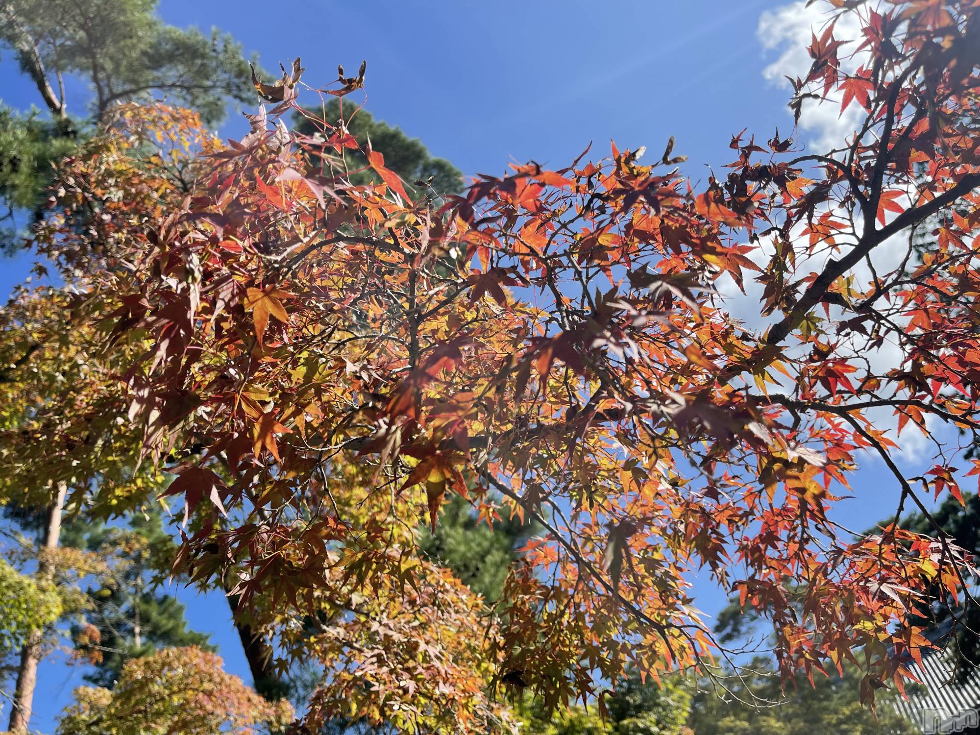 ܱХ顦֥ ץ ( ץ ޥĥ) 2025ǯ114̥֥114 2302ʬΥ֥