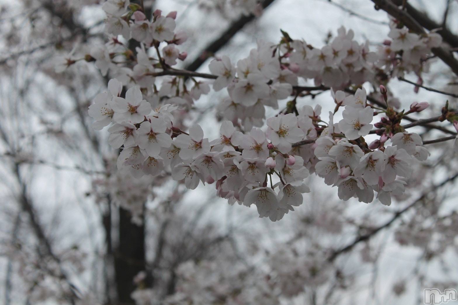 ���ܱ�������Х��顦����֥���� �ץ���� ����(����� �ץ���� �ޥĥ��) ��2026ǯ4��9���̥�֥�����4��9�� 21��06ʬ�Υ֥�����